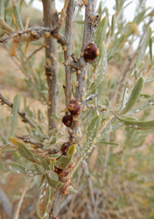 Ceroplastes irregularis