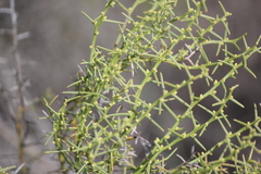 Acacia nyssophylla