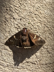 Apyrrothrix araxes araxes