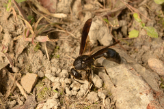 Pseudozumia indosinensis