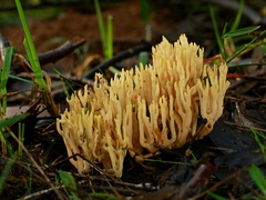 Ramaria lorithamnus