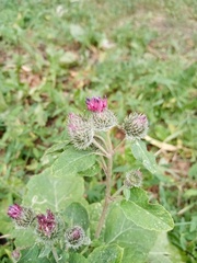 Arctium tomentosum