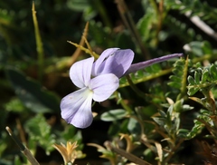 Viola corsica limbarae