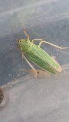 Draeculacephala angulifera