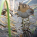 Little Crake - Photo (c) Harry Rutherford, some rights reserved (CC BY-NC)