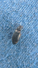 Eanus granicollis