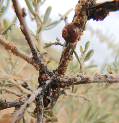 Ceroplastes irregularis