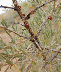 Ceroplastes irregularis