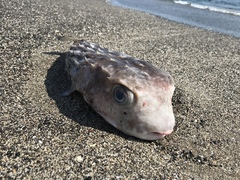 Chilomycterus reticulatus