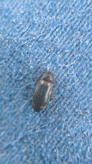 Eanus granicollis