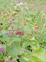 Arctium tomentosum