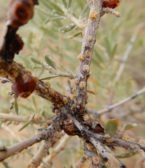 Ceroplastes irregularis