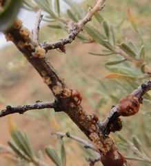 Ceroplastes irregularis