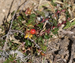 Rosa serafinii
