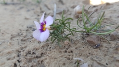 Oxalis burkei