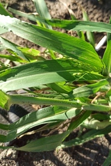 Panicum miliaceum ruderale