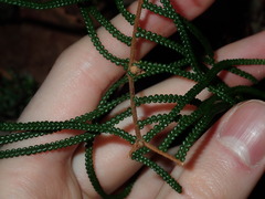 Gleichenia dicarpa