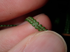 Gleichenia dicarpa