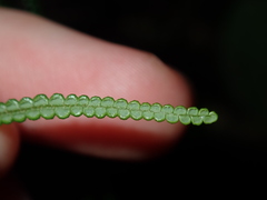 Gleichenia dicarpa