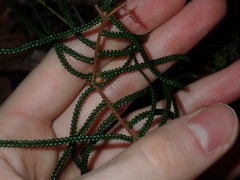 Gleichenia dicarpa