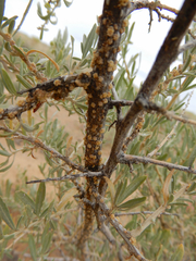 Ceroplastes irregularis