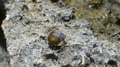Nerita peloronta