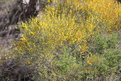 Acacia rigens