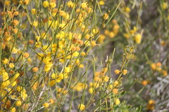Acacia rigens
