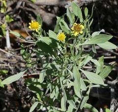 Borrichia frutescens image