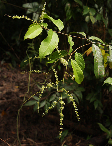 Brown-Ironwood (Homalium africanum)