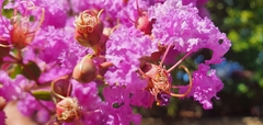 Lagerstroemia indica