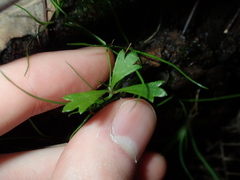 Xanthosia tridentata