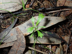 Xanthosia tridentata