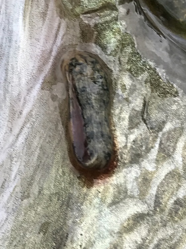 Rhynchobdellida