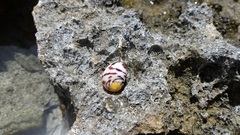 Nerita peloronta