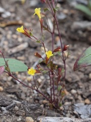 Erythranthe laciniata