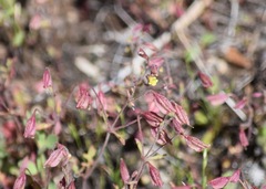 Erythranthe laciniata