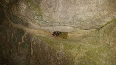 Eleutherodactylus flavescens