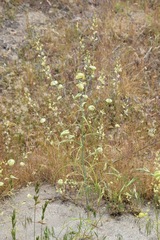 Streptanthus diversifolius