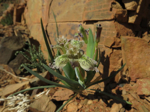 Image of Ferraria ferrariola by (c) James Deacon, some rights reserved (CC BY-SA)