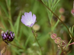 Sidalcea calycosa calycosa