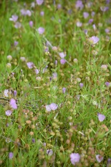 Sidalcea calycosa calycosa