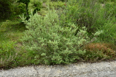 Salix eleagnos