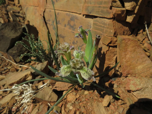 Ferraria ferrariola