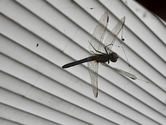 Pachydiplax longipennis