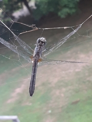 Pachydiplax longipennis
