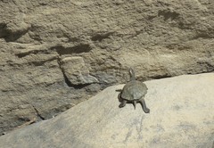 Mauremys leprosa leprosa