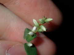 Leucopogon amplexicaulis