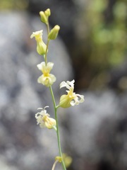 Streptanthus diversifolius