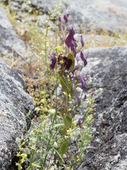 Streptanthus diversifolius